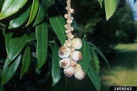 acorns