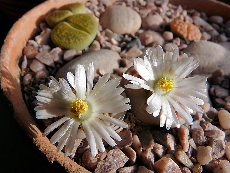 potted succulents with white many-petaled flowers.