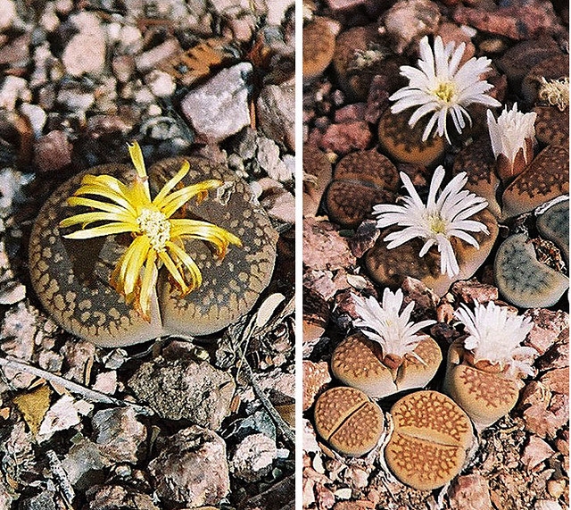 plate of photos of plants growing among gravel