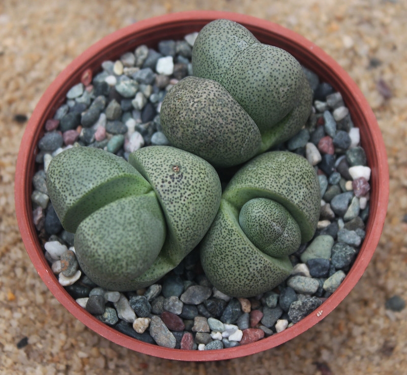 Rounded succulent in a pot.