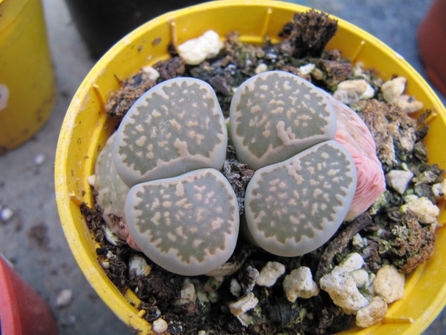 Rounded succulent in a pot.