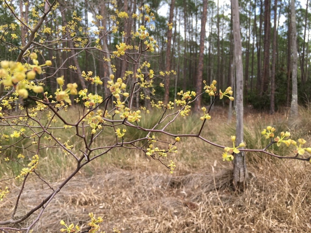 Branellow flowersch with y