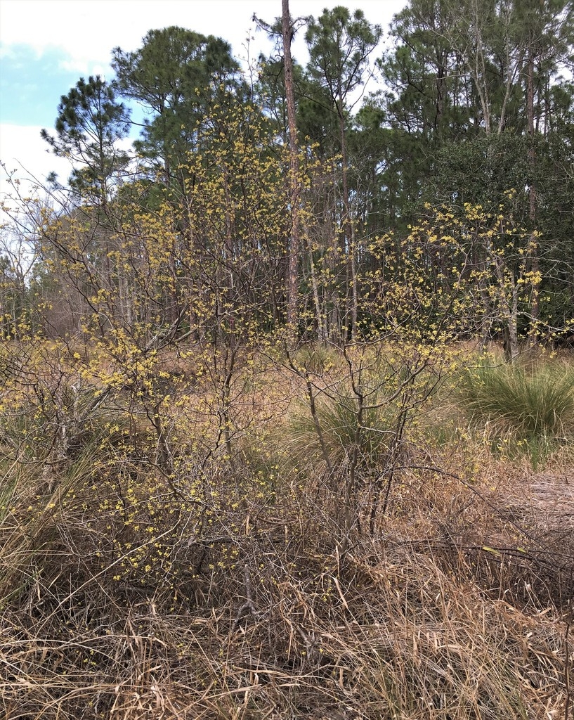 Upright form of the plant