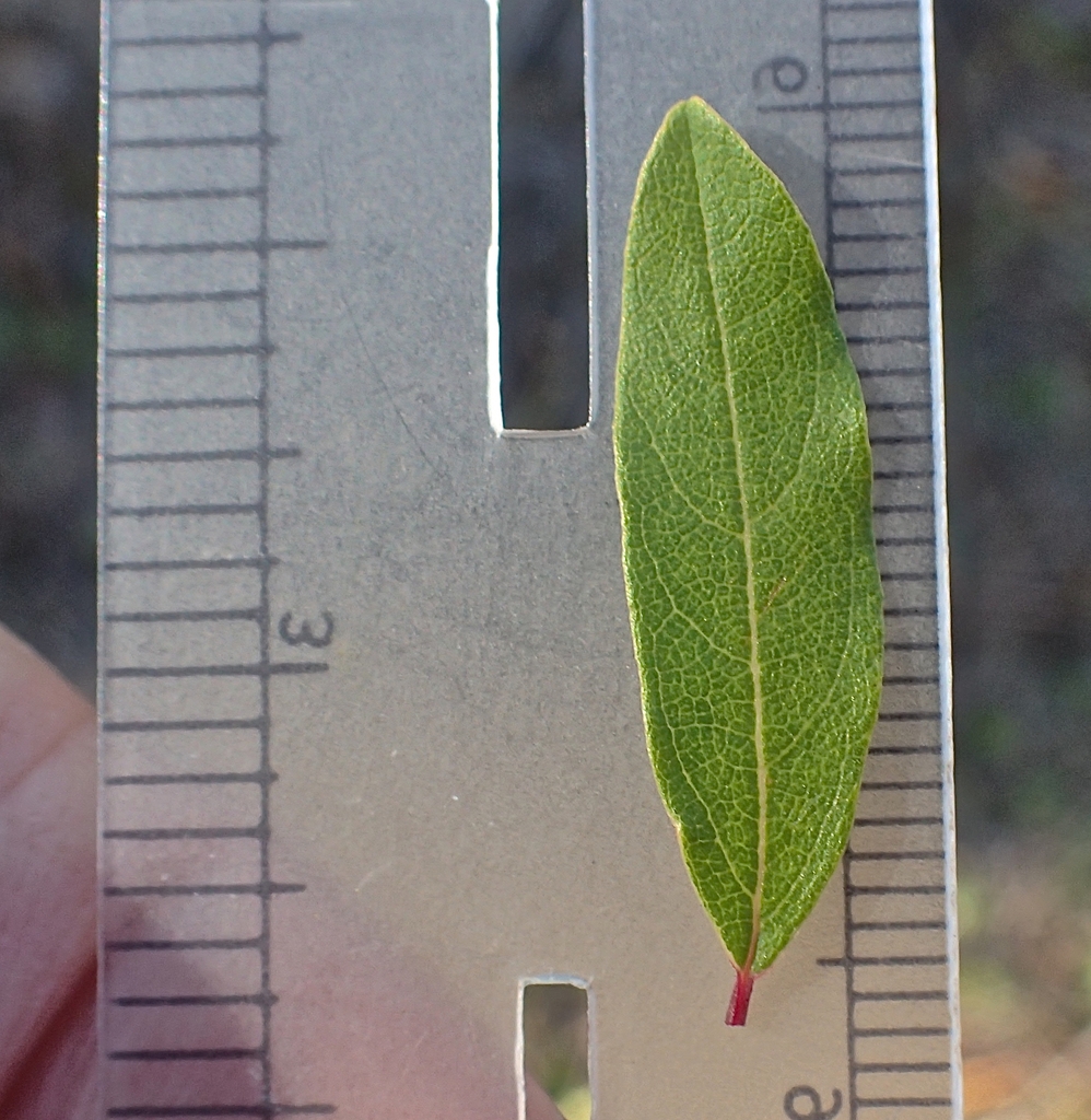 Closeup of leaf