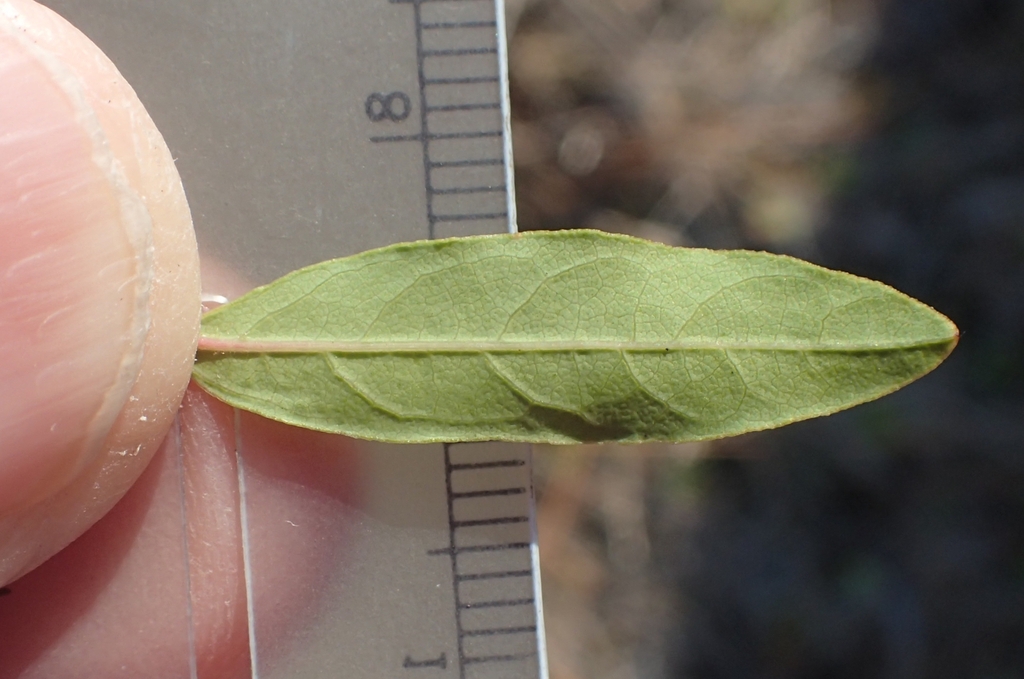Underside of leaf