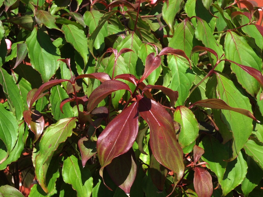 Red new shoots on a dogwood tree