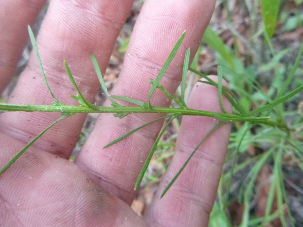 Leaves