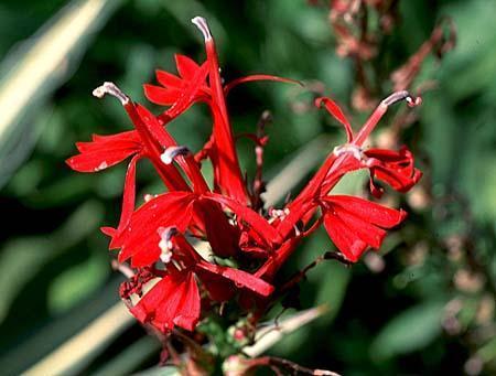Lobelia spp.