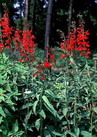 Lobelia spp.