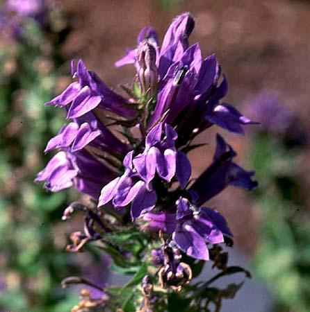 Lobelia spp.