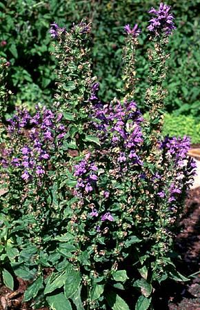 Lobelia spp.
