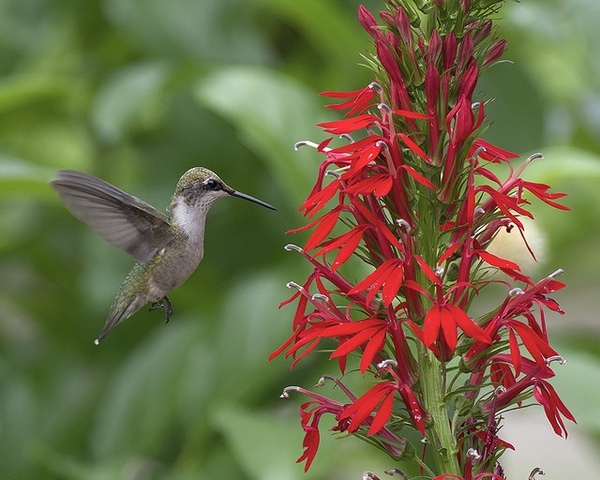 Spike of bright red flowers with a hummingbird