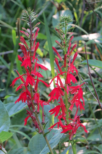 Spikes of bright red flowers.
