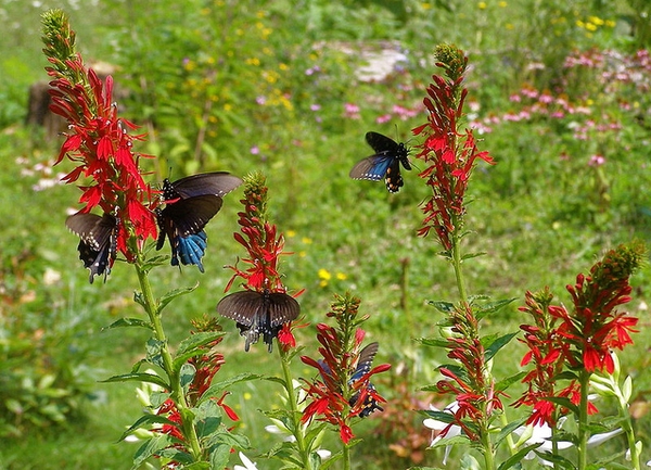 Spikes of bright red flowers visited by large butterflies