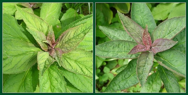 A pair of images of the growing shoots. New leaves reddish.