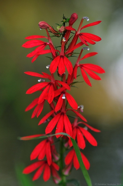 Spike of bright red flowers.