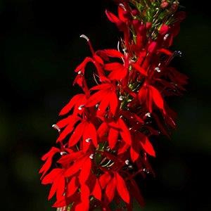 Spike of bright red flowers.