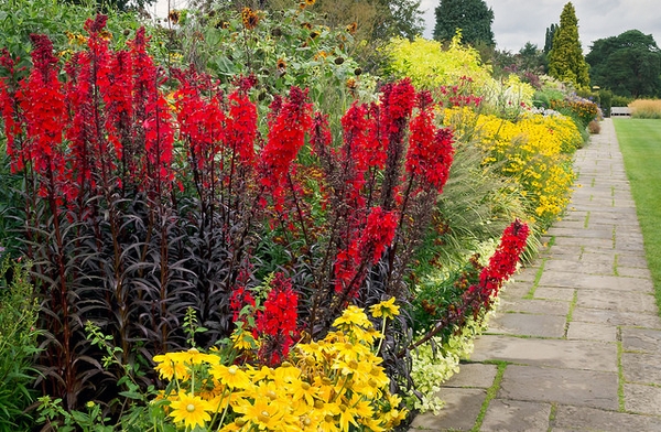 Border planted with yellow flowers & dark-leaved L. cardinalis