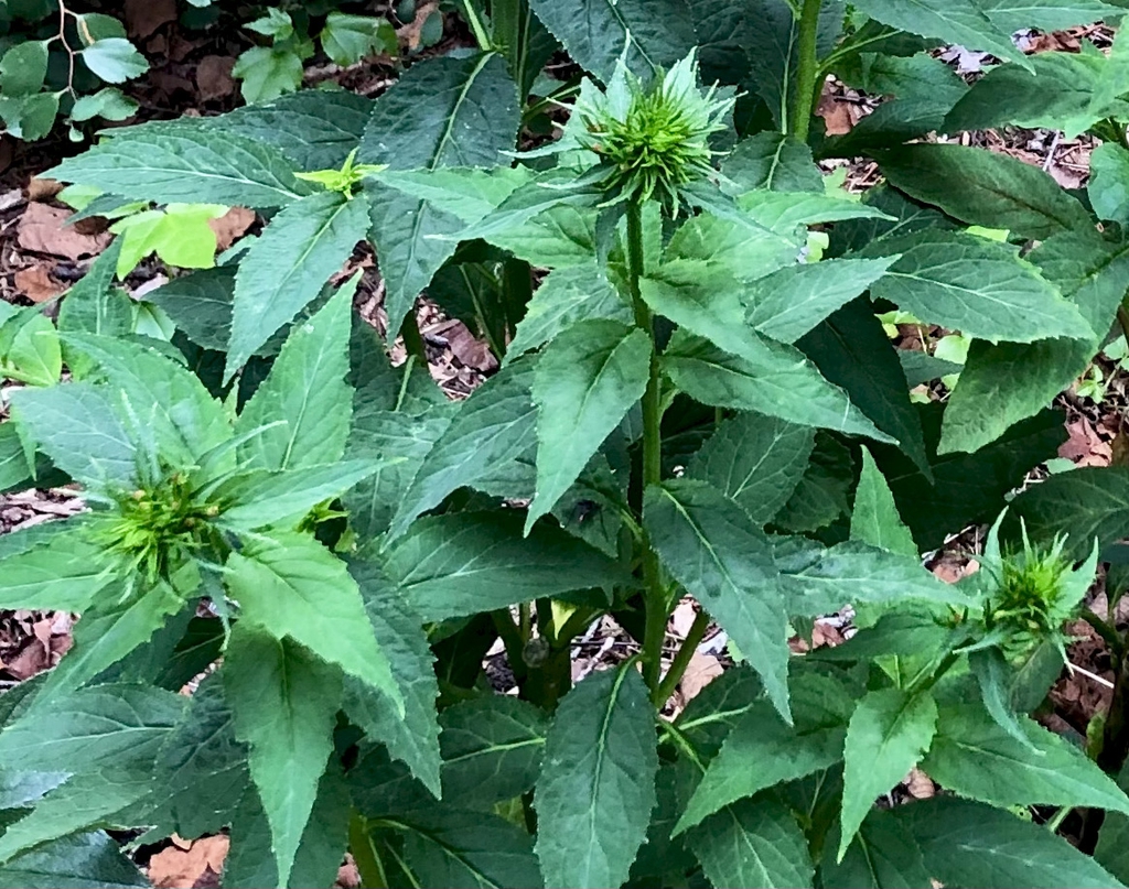 Growing shoots with very young inflorescences.