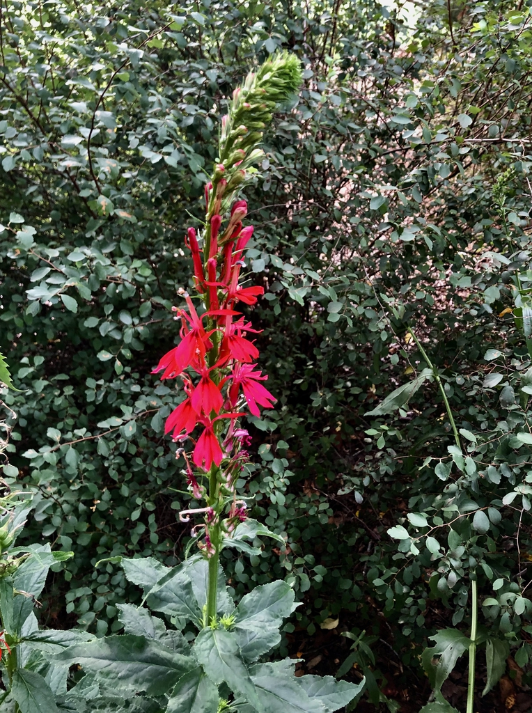 Spike of bright red flowers.