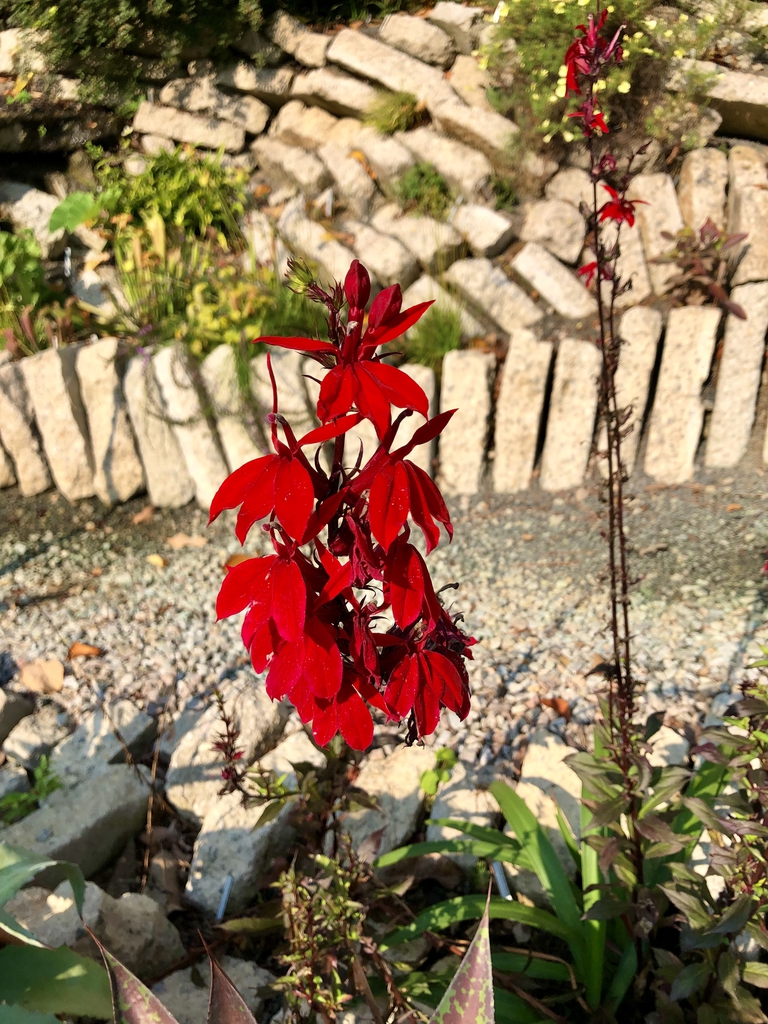 Spike of bright red flowers.