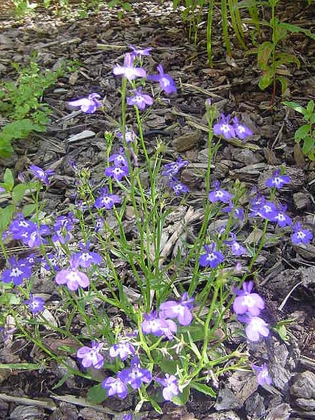 Form wiith green leaves and purple flowers