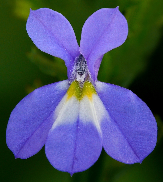 close up of purple flower with yellow and white in the center