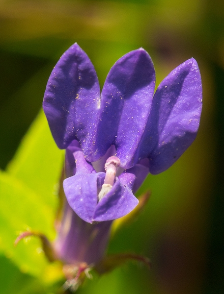 Close up of flower