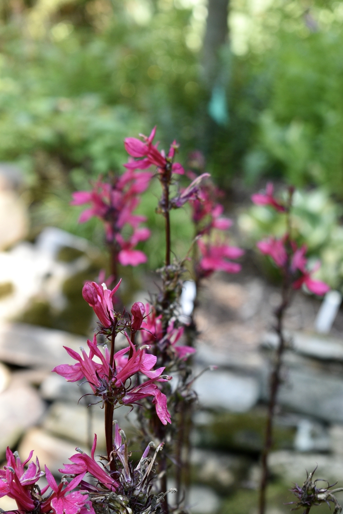 x speciosa starship rose - Aug. 12 - Wake Co., NC