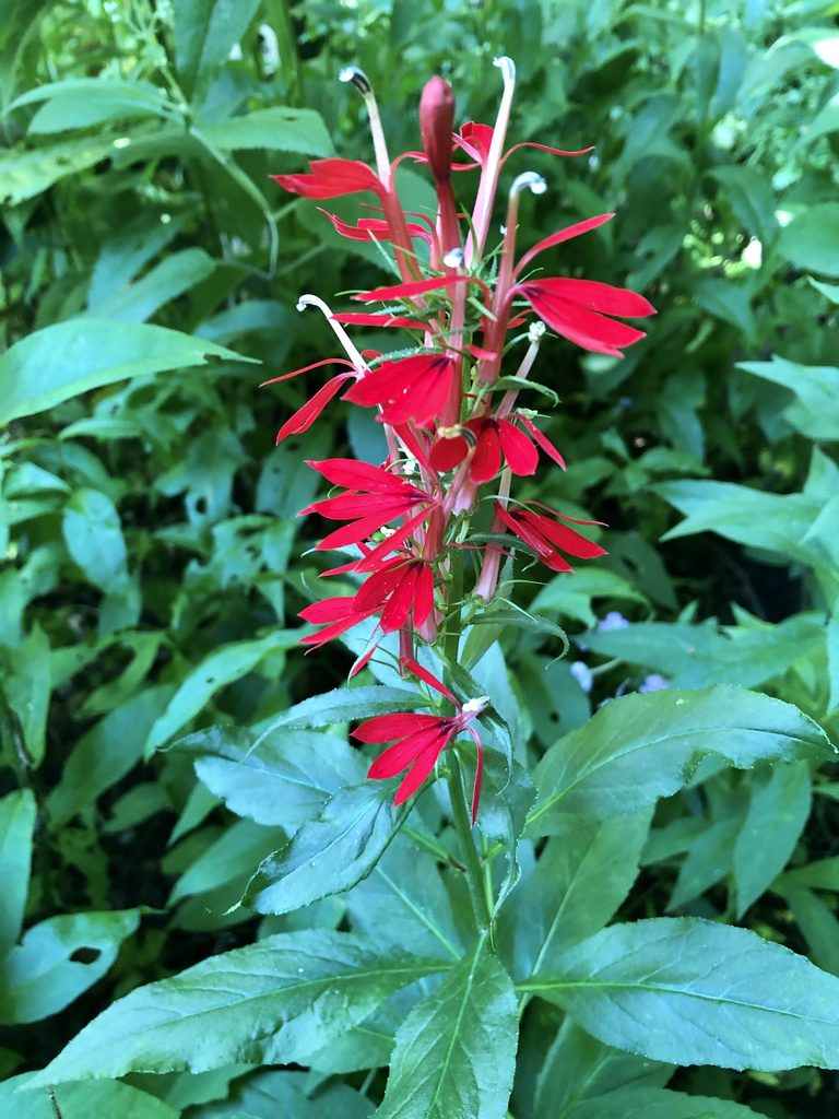 Spike of bright red flowers.