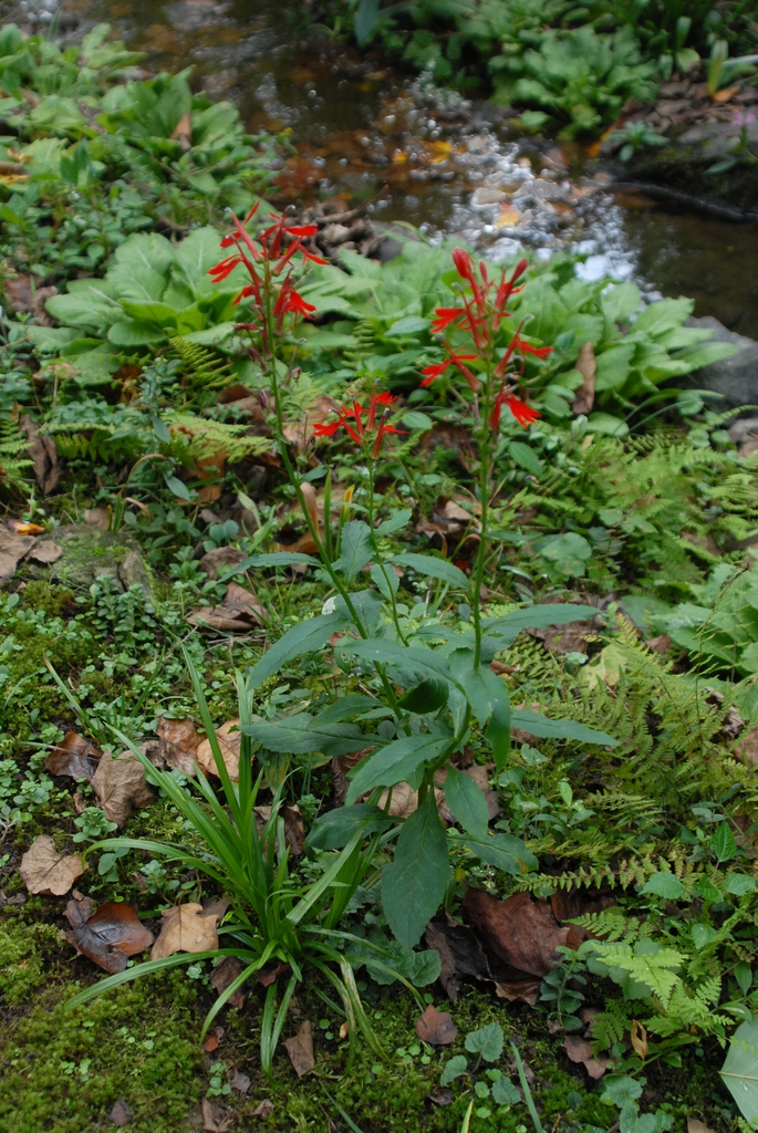 Spikes of bright red flowers.
