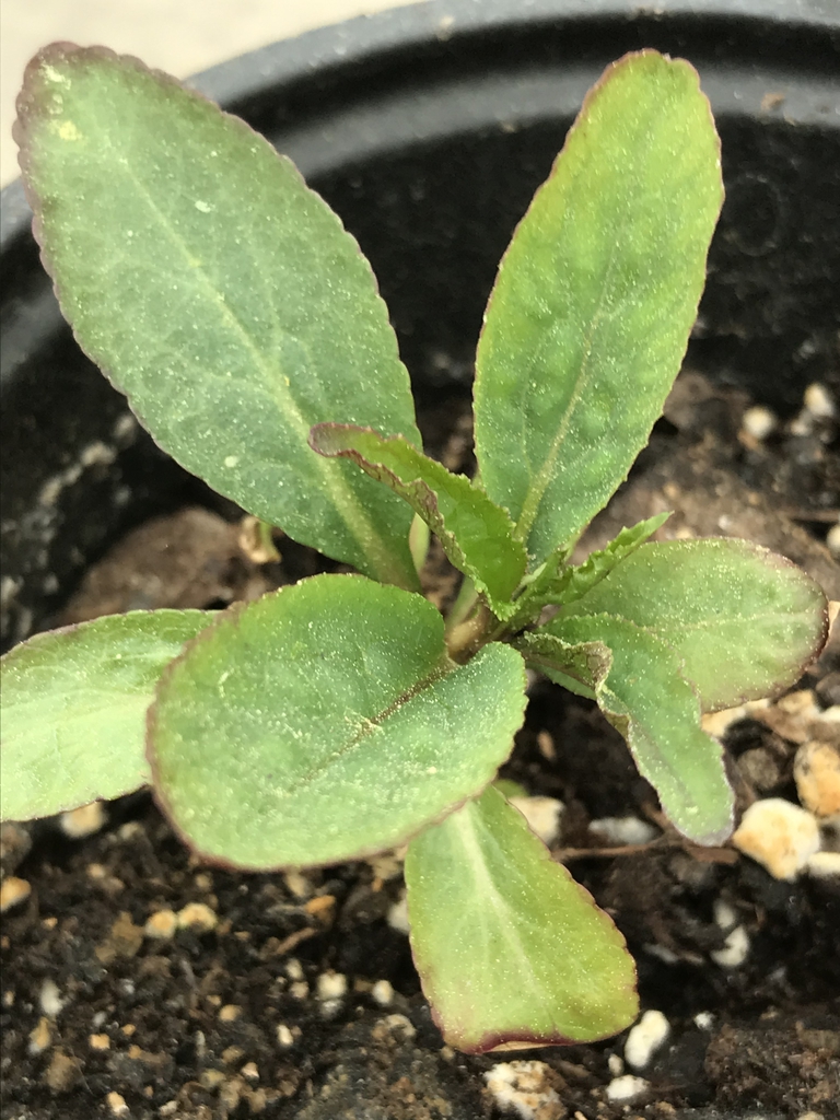Seeding growing in a pot. Leaves elliptical.
