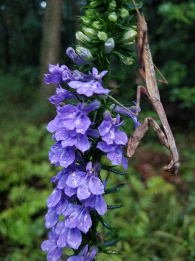 Flower detail