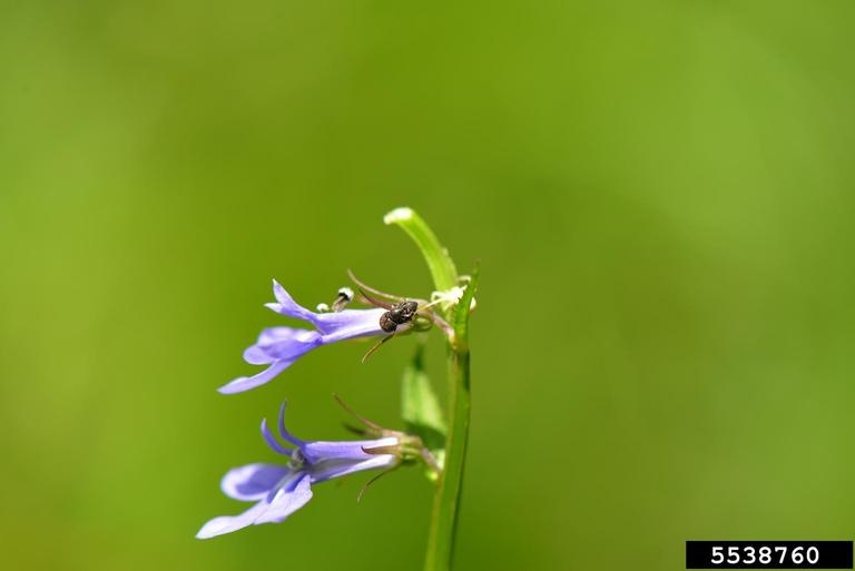 Lobelia elongata