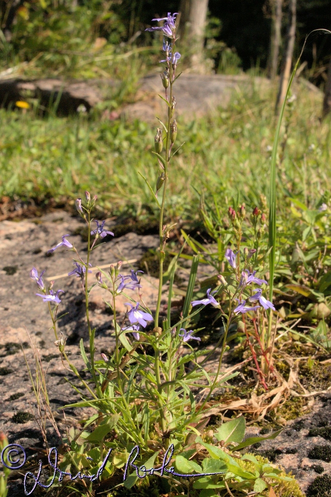 Lobelia elongata