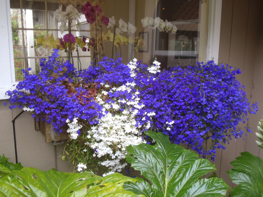 Lobelia erinus