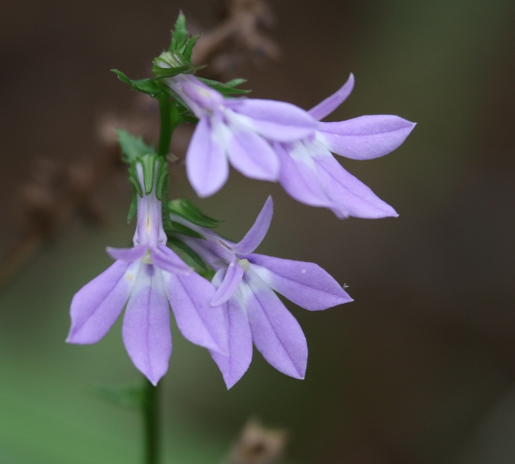Close up of flower