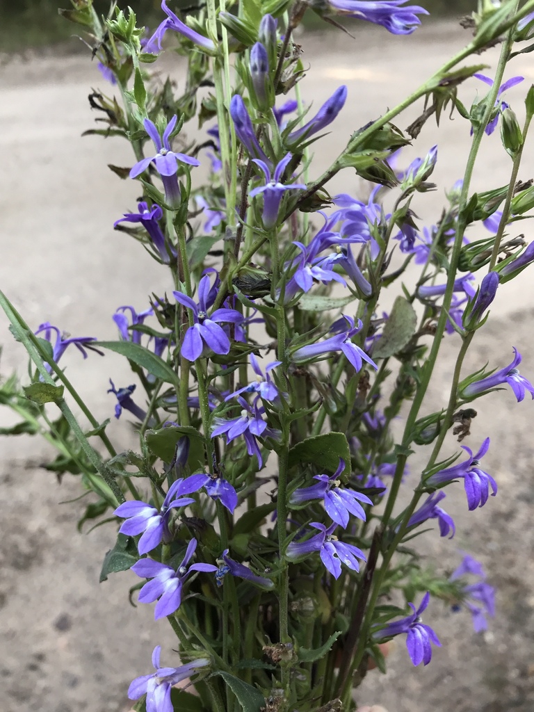 Form