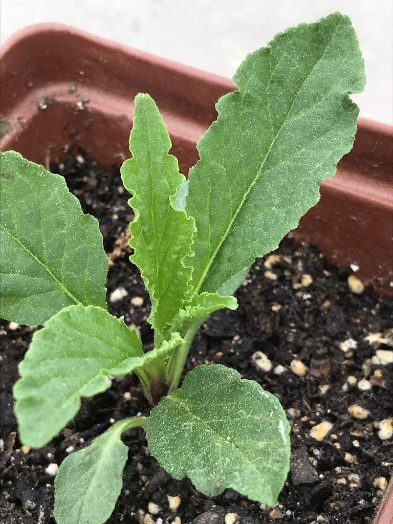 Seedling
