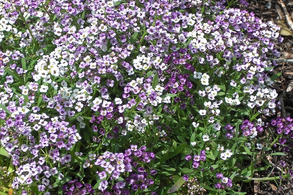 Lobularia maritima