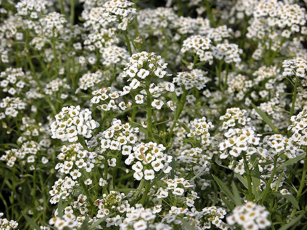 Lobularia maritima