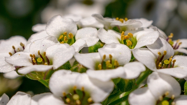Lobularia maritima