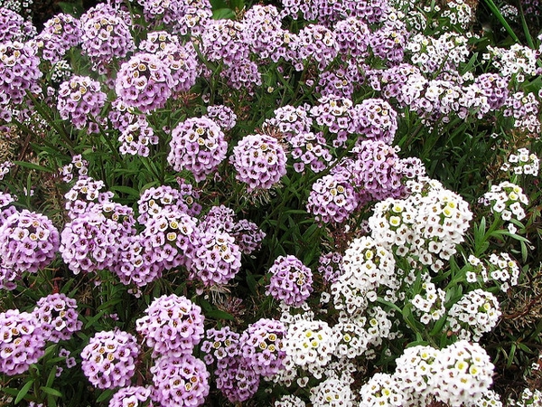 Lobularia maritima