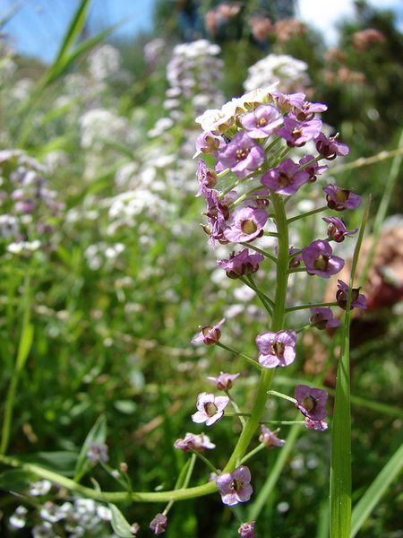 Lobularia maritima