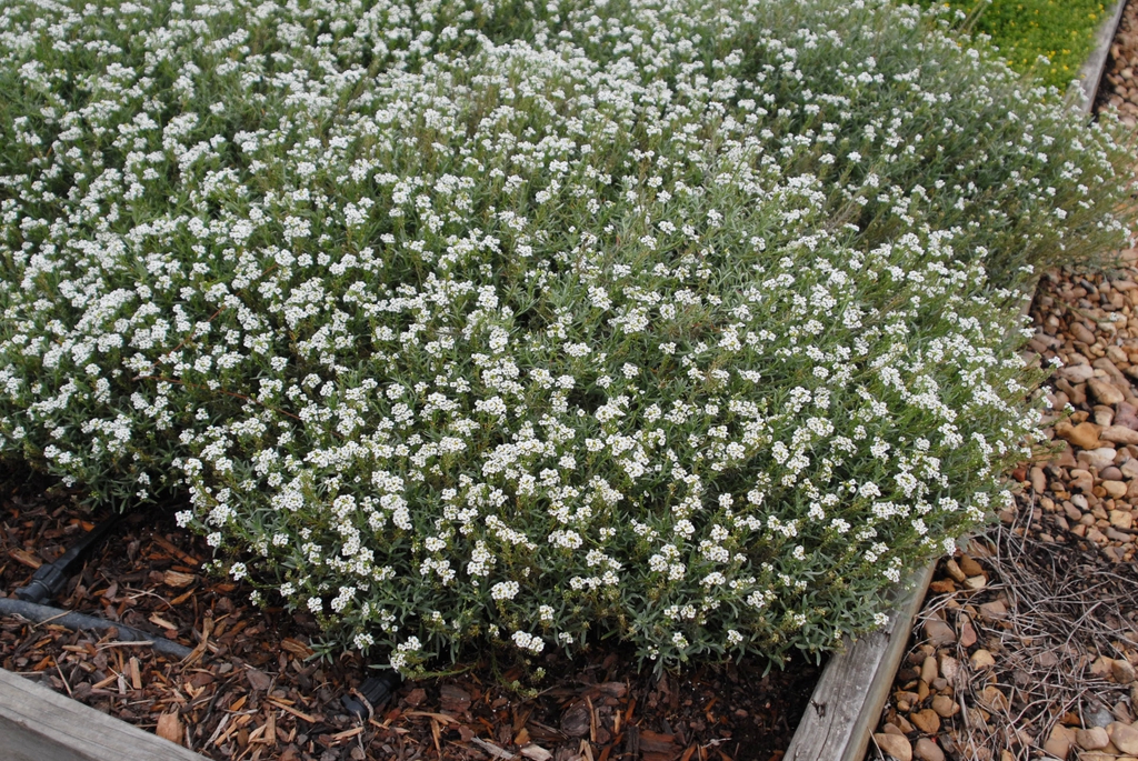 Lobularia Maritima 'Snow Princess' Form
