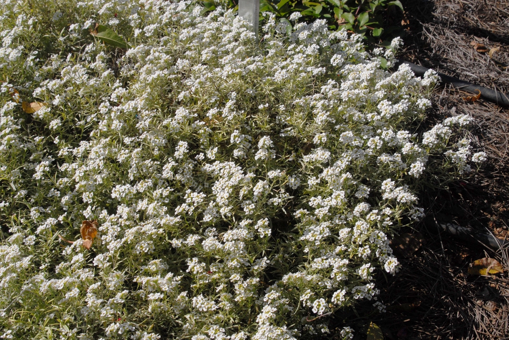 Lobularia maritima