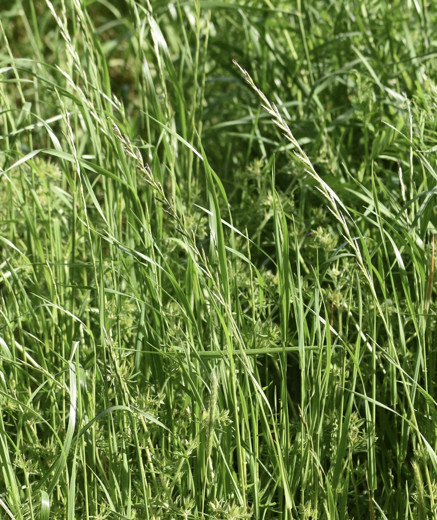 Fine-textured grass with upright, narrow inflorescences.