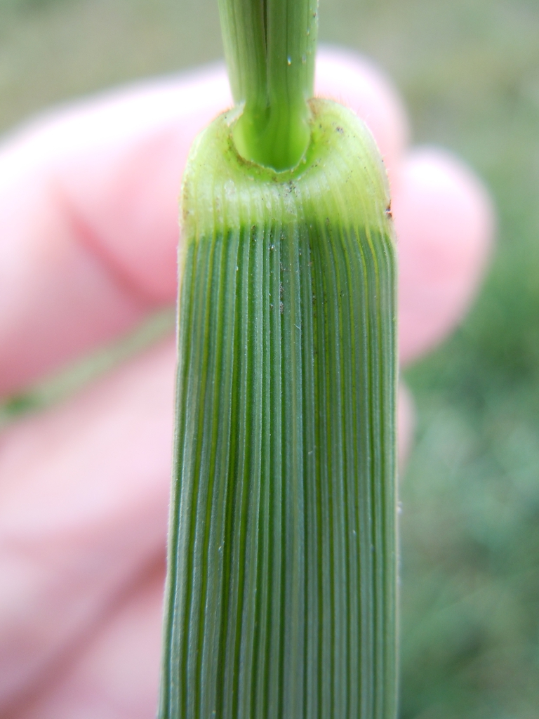 Tall Fescue