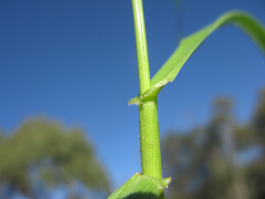 Tall Fescue