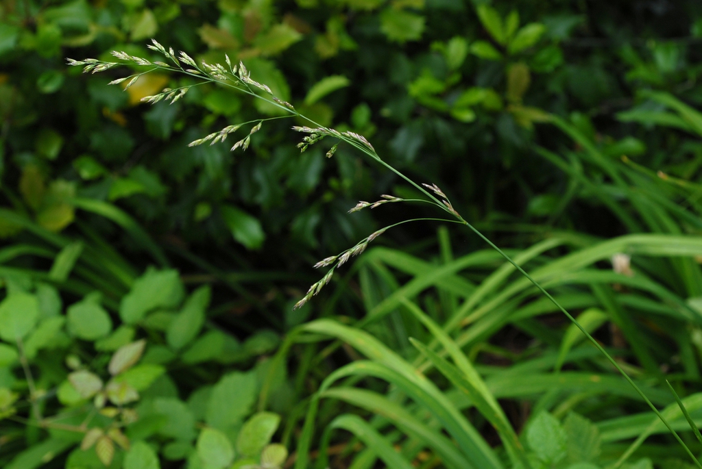 Flower spike (Highland Park, Greensboro, NC)-Late Spring